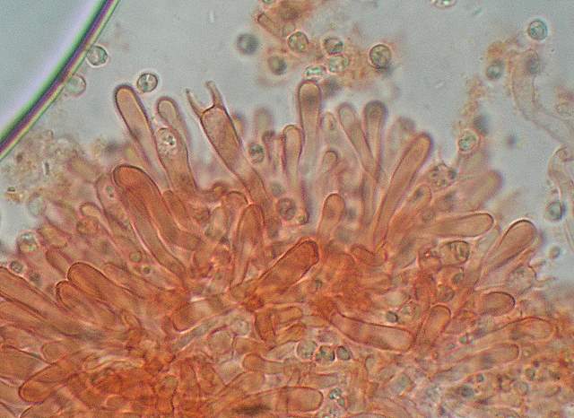 Camarophyllopsis atrovelutina  (Romagn.)  Argaud